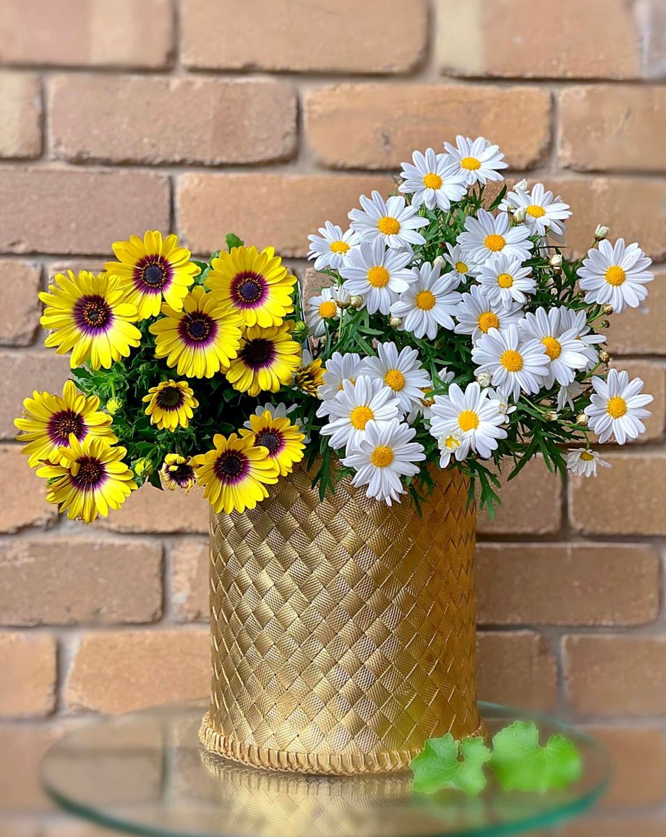 Tử vi ngày 4/7/2022 của 12 cung hoàng đạo